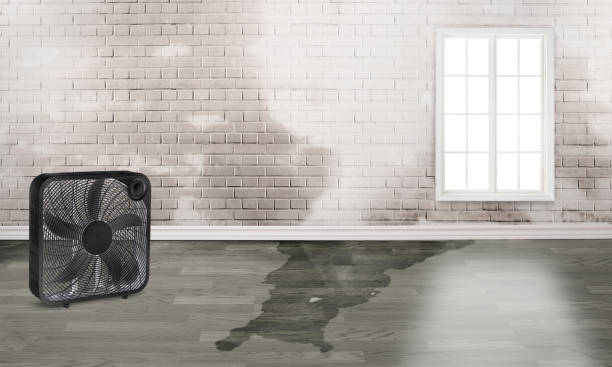 Best Professional water damage repair  in Henderson, GA